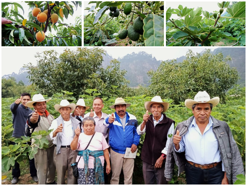 3 Productores de aguacate higo y durazno.png Productores de aguacate, higo y durazno de la comunidad de Cuauximaloyan (Xochiapulco, Puebla), han implementado el uso de tecnologías digitales e Internet para dar a conocer sus actividades de fruticultura a través de las redes sociales y promover la calidad de sus productos.