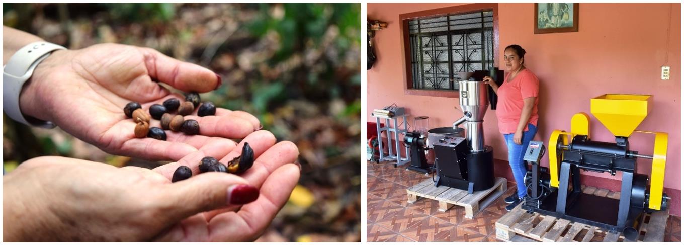 6 Mediante la producción de café.jpg