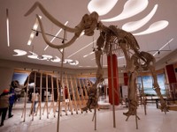 6 Los restos fósiles de uno de los 480 mamuts.jpg