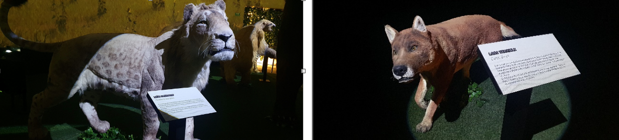 8 El león sin melena y el lobo -con mandíbulas.png El león sin melena y el lobo -con mandíbulas y dientes más robustos que el actual- tienen cabida también en este museo. https://www.sdpnoticias.com/mexico/como-es-el-museo-del-mamut-del-aeropuerto-felipe-angeles/ /